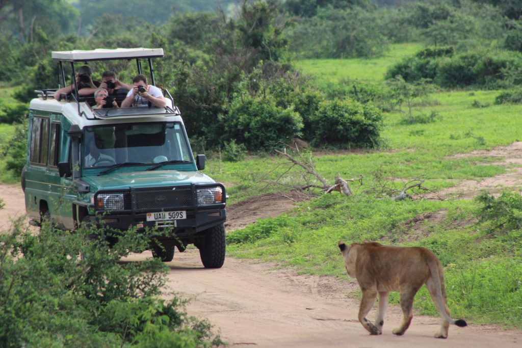 Guided-game-drive-in-murchison-falls-national-park